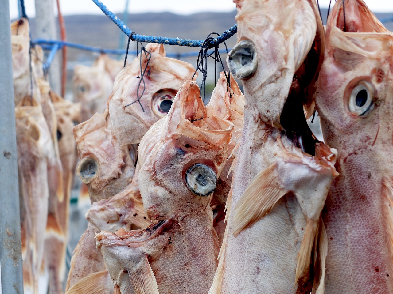 Image - fish food dining redfish fresh