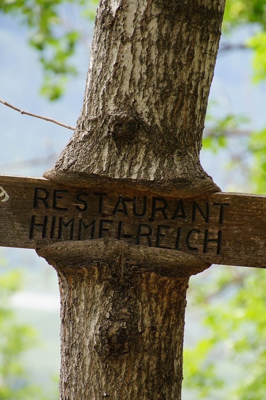 Image - wood teaches tree table walk