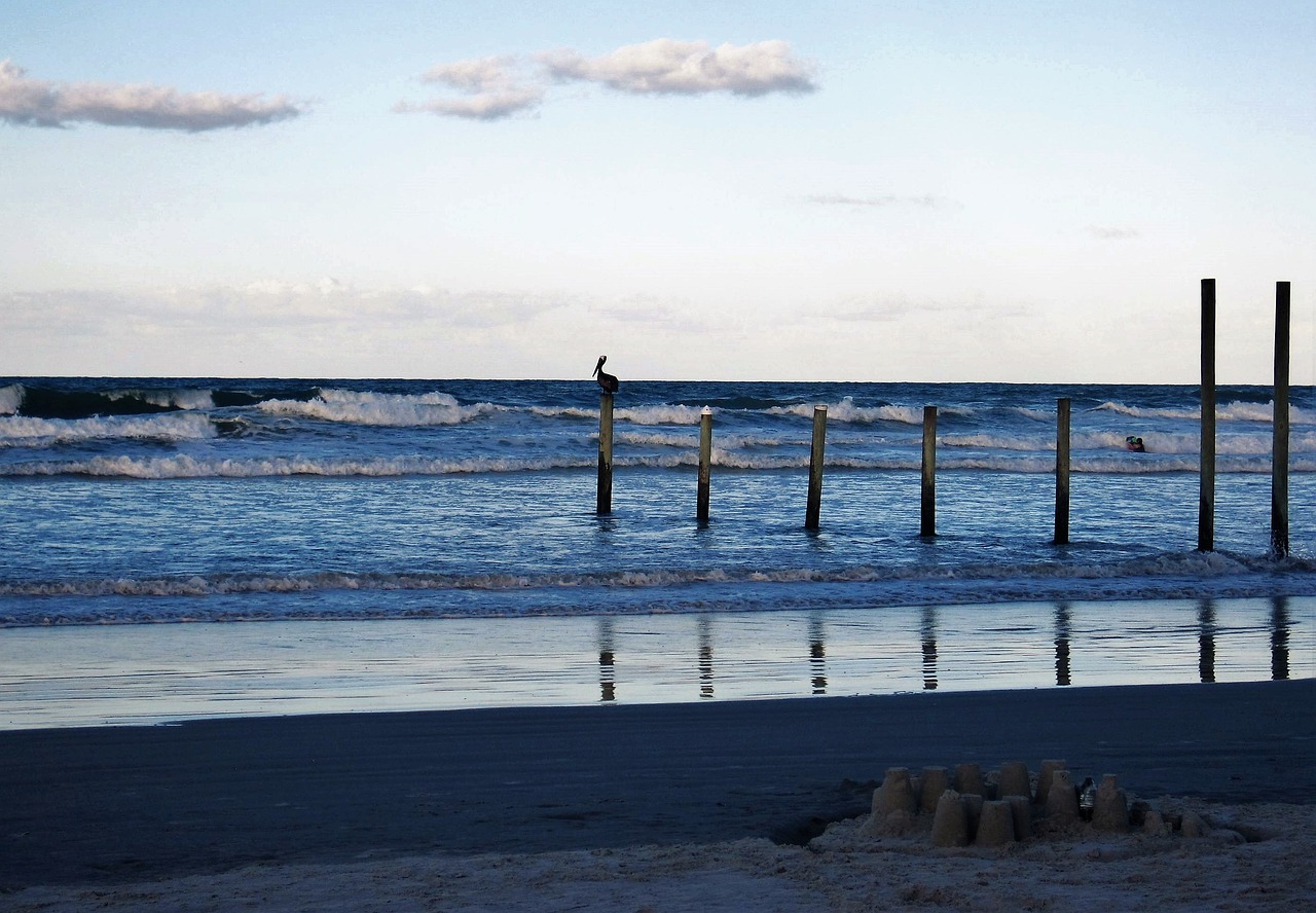 Image - florida atlantic pelikan