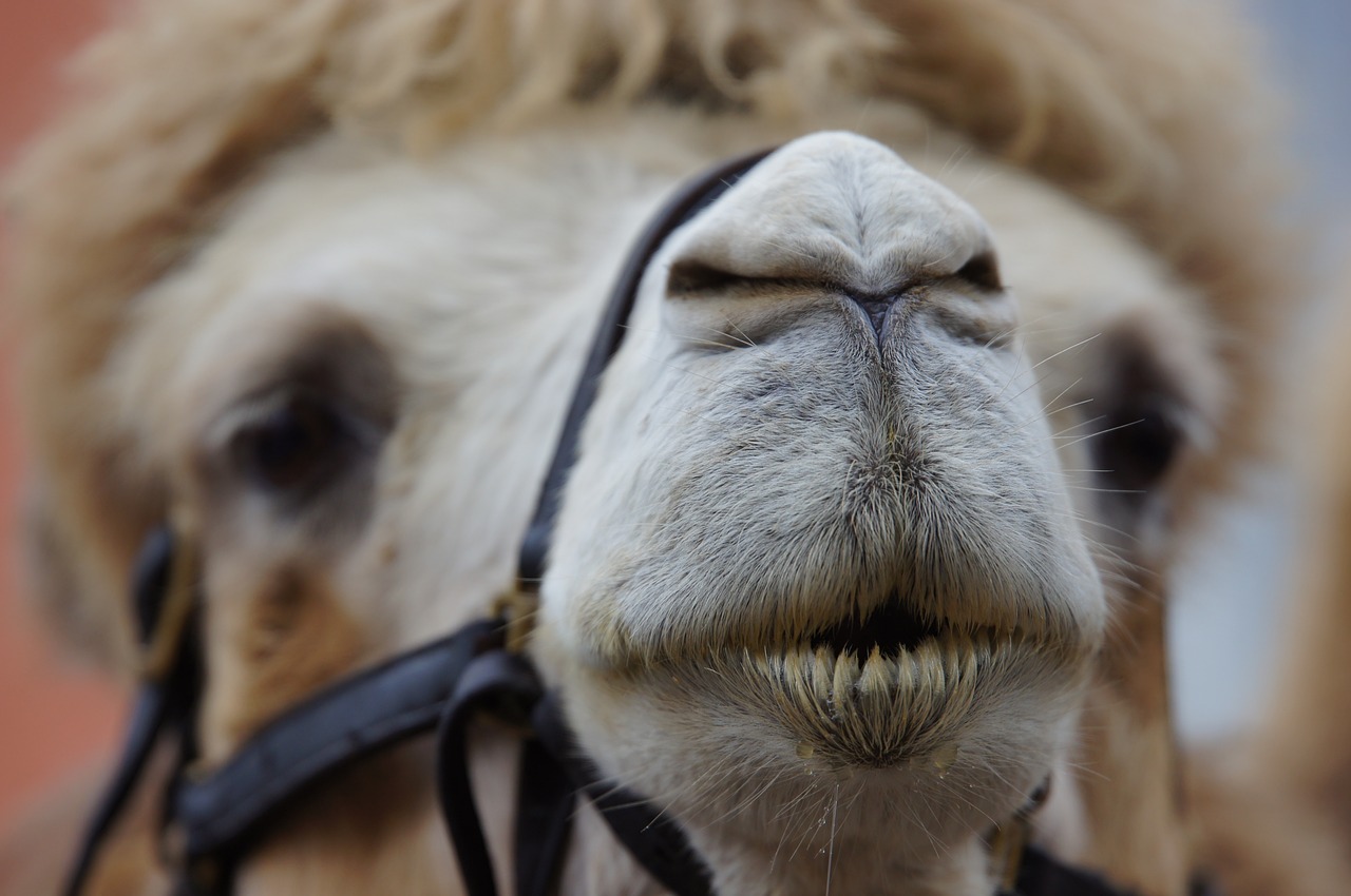 Image - camel animal desert africa