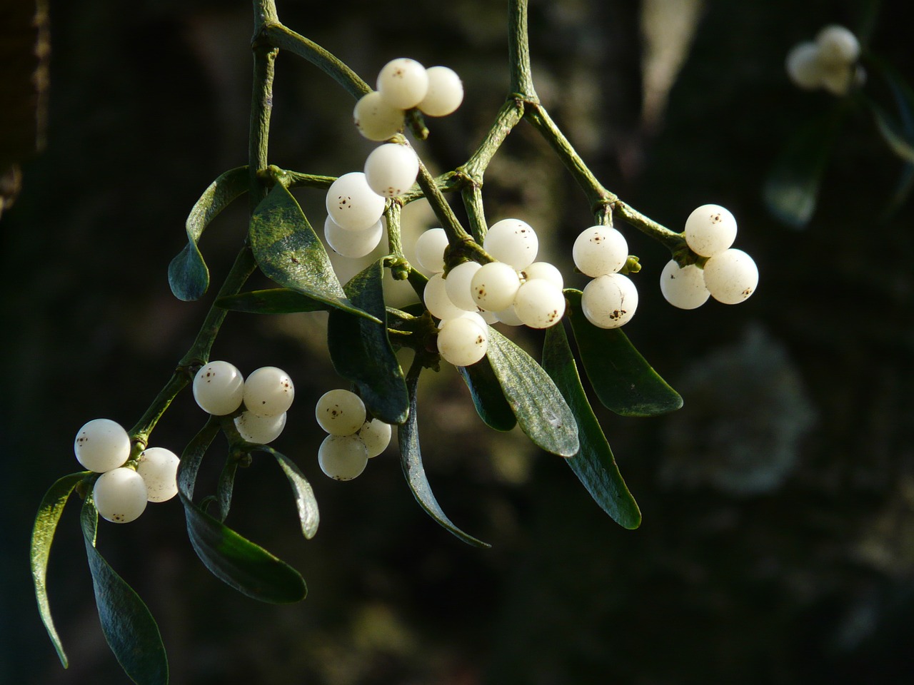 Image - mistletoe berries mistletoe green