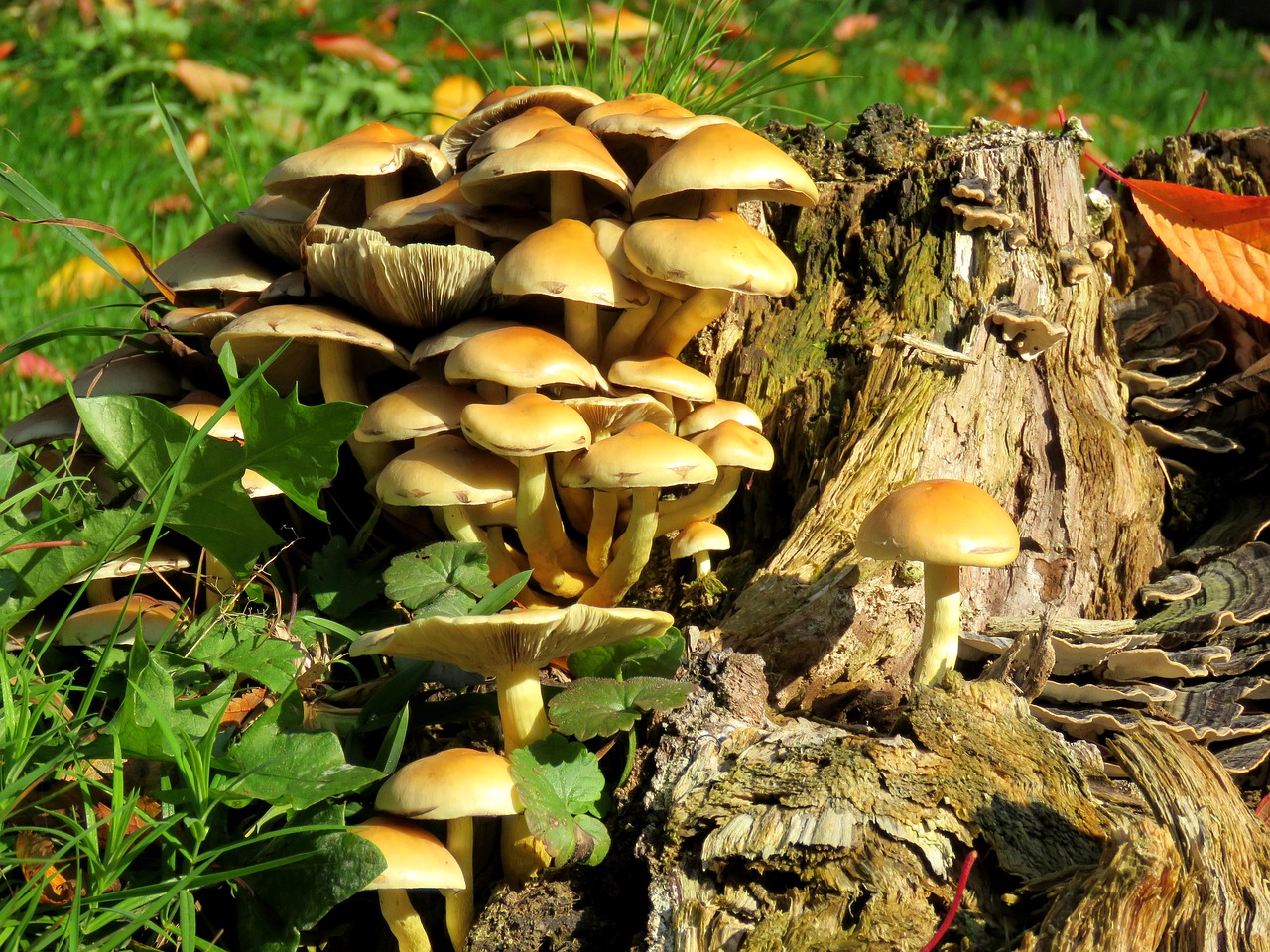 Image - mushrooms tree stump autumn log