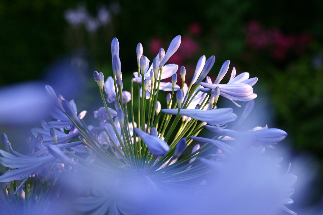 Image - agapanthus plant flower blue