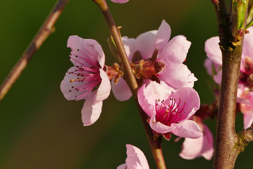 Image - blossom bloom pink summer