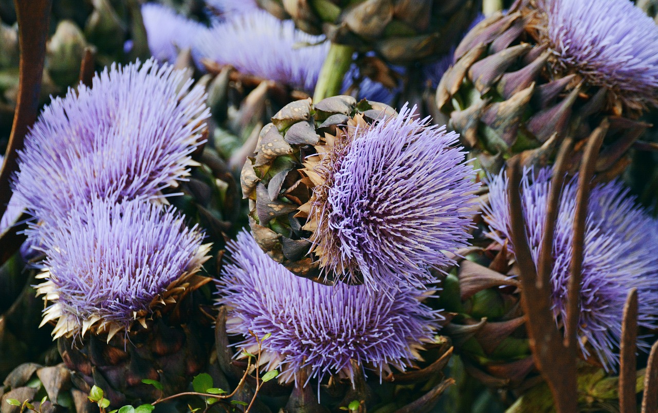 Image - artichokes artichoke flower