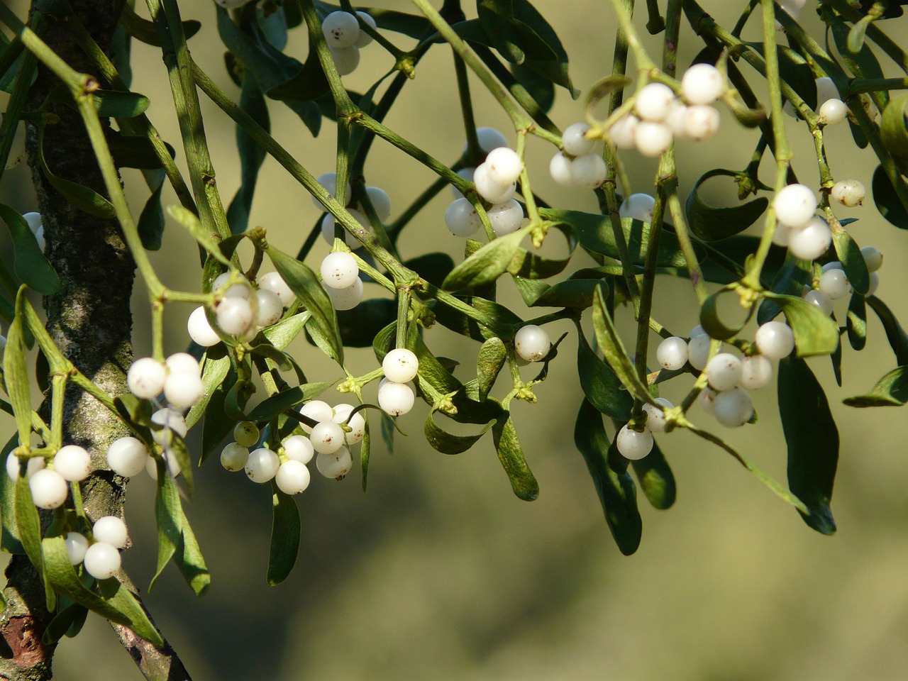 Image - mistletoe berries mistletoe green