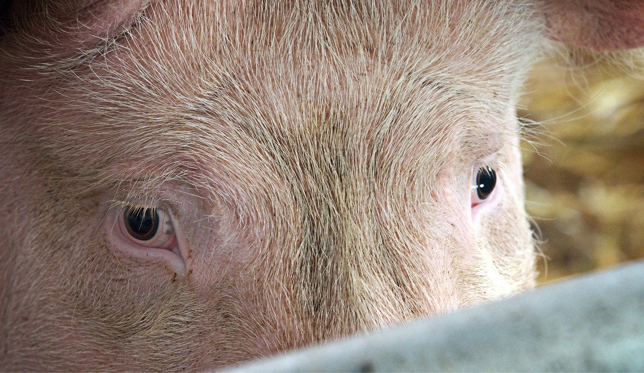 Image - pig hog eyes gaze stare gazing