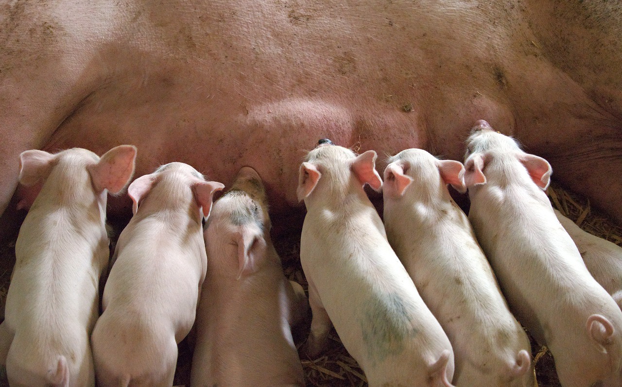 Image - piglet suckling mother milk litter