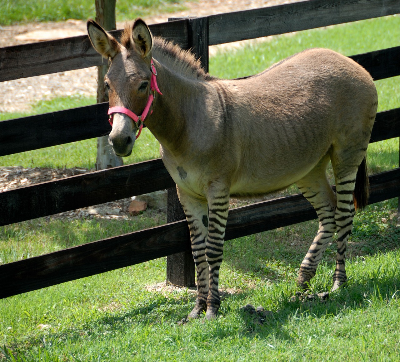 Image - donkey zonkey mixed breed