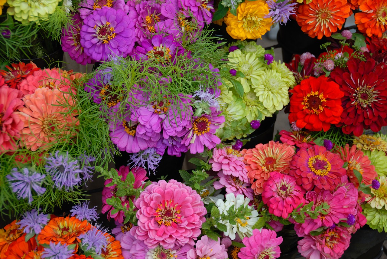 Image - gerber daisies colorful vibrant