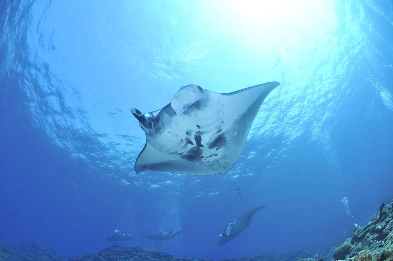 Image - manta sea manta ray