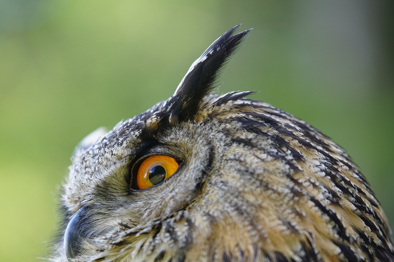 Image - owl real bird eagle owl animals