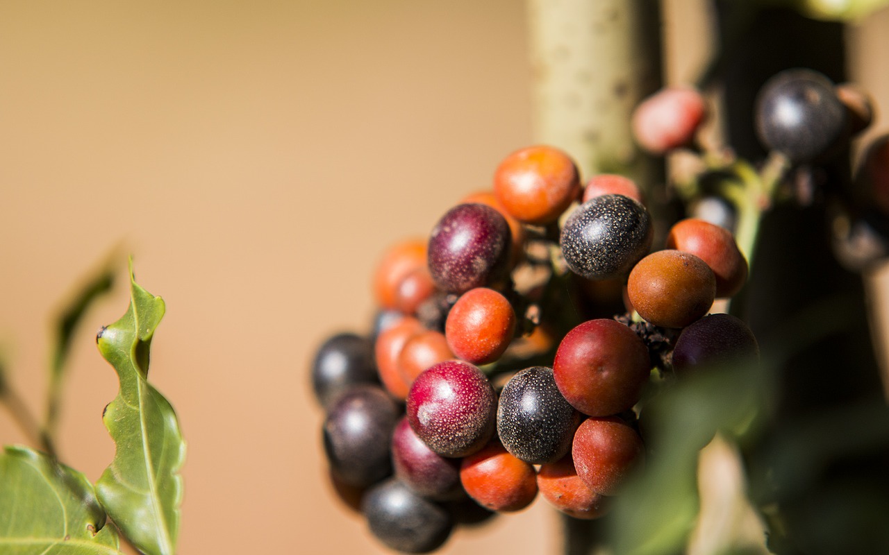 Image - fruit cerrado fruit of the cerrado