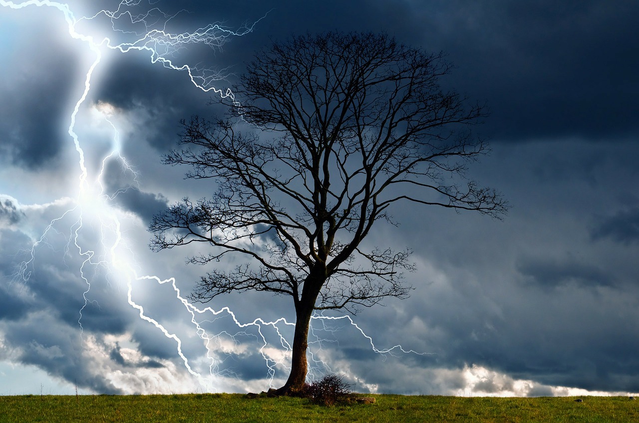 Image - tree storm sky lightning rain