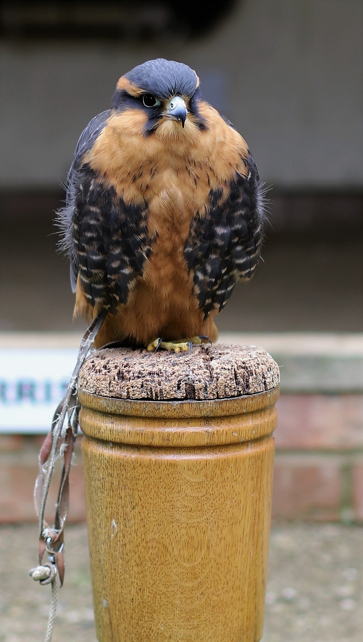 Image - aplomado falcon predator avian bird