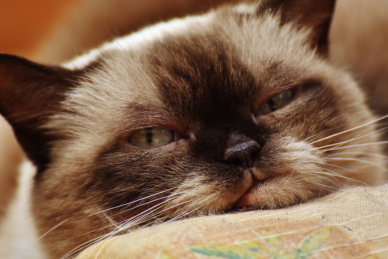 Image - cat british shorthair thoroughbred