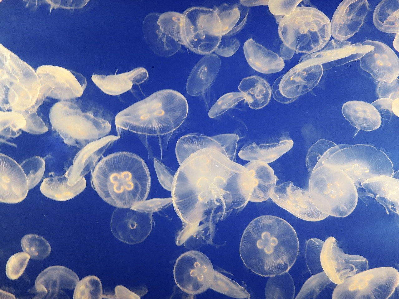 Image - jellyfish aquarium schirmqualle