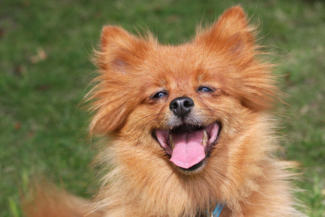 Image - spitz dog happy laughing ginger