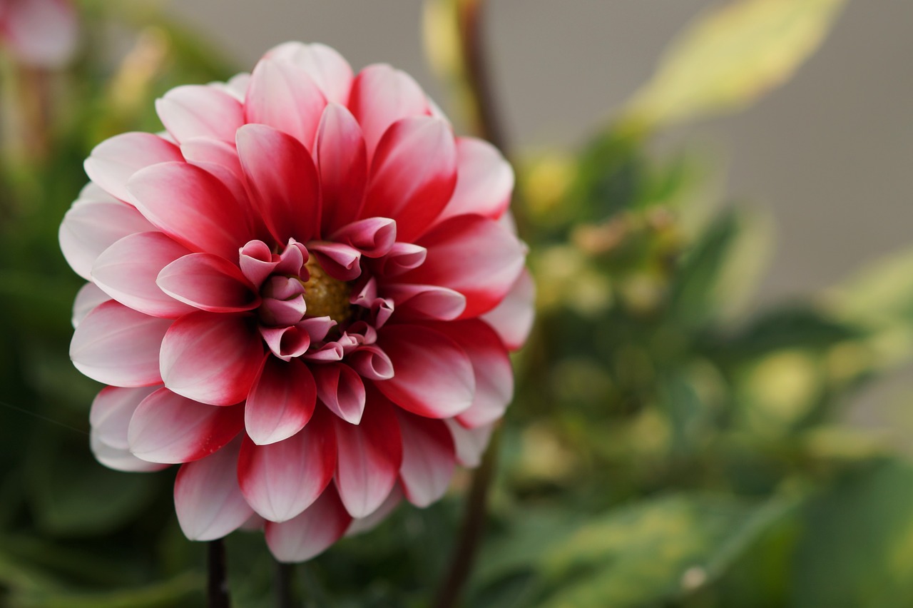 Image - flower bicolor nature macro