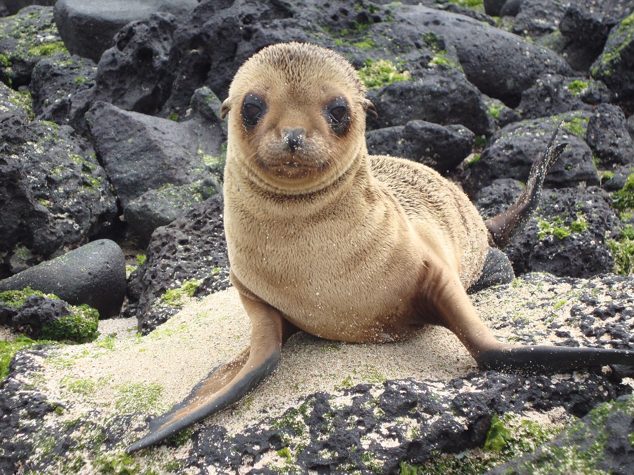 Image - sea lion galapagos