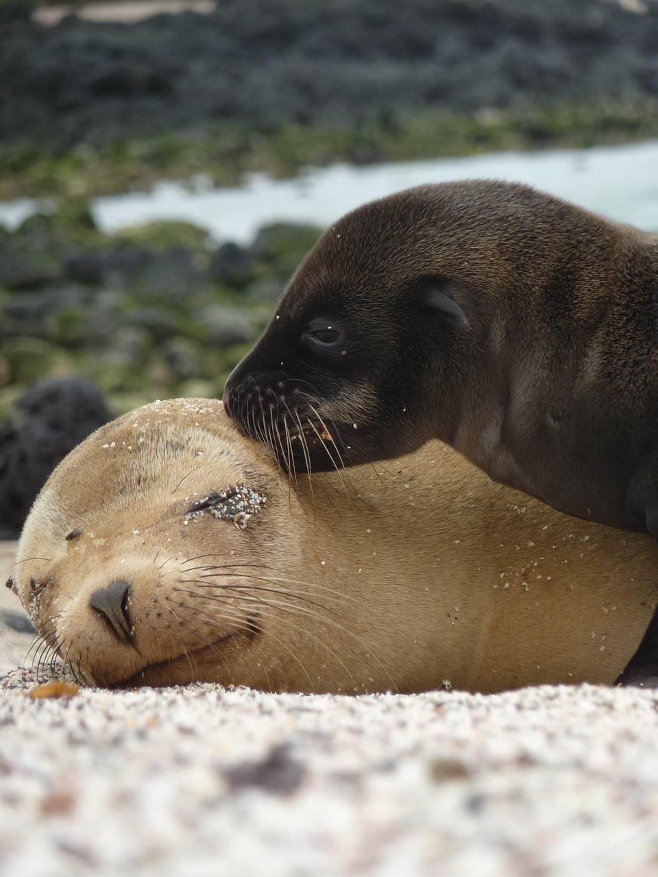 Image - sea lions seals mammals marine life