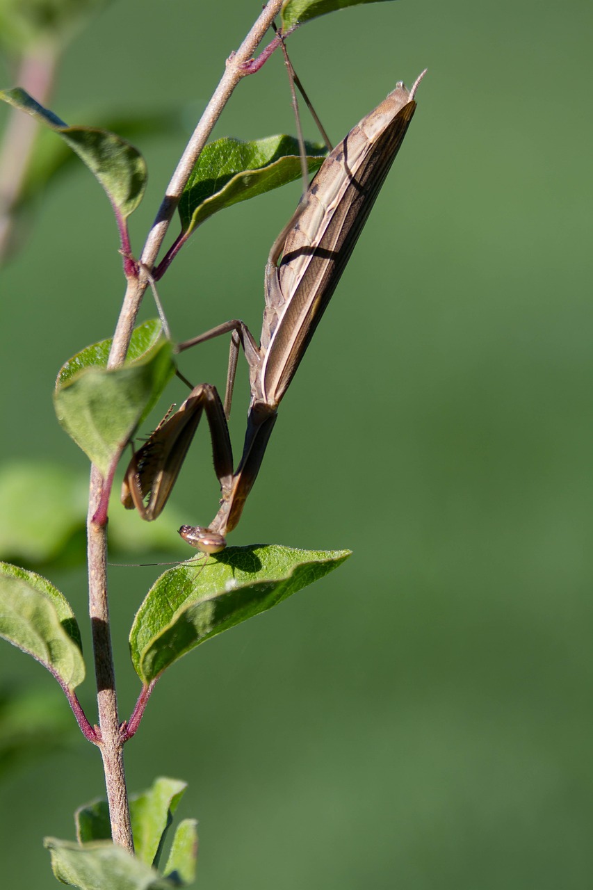 Image - praying mantis insect bugs predator