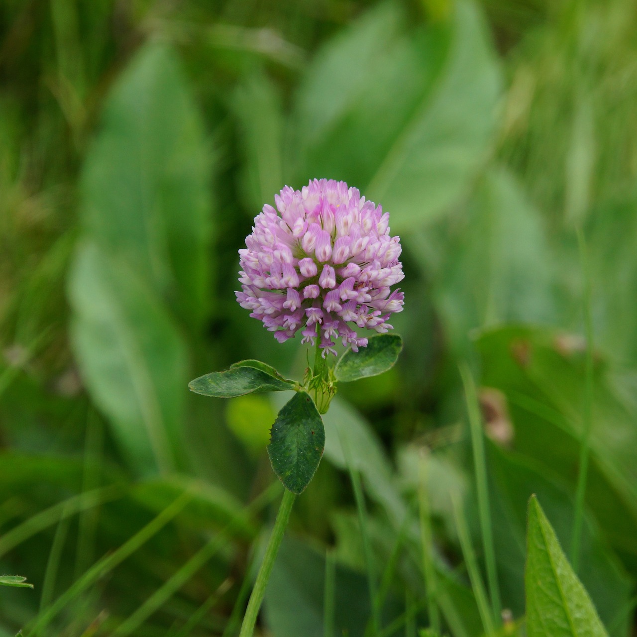 Image - clover red clover herb forage plant