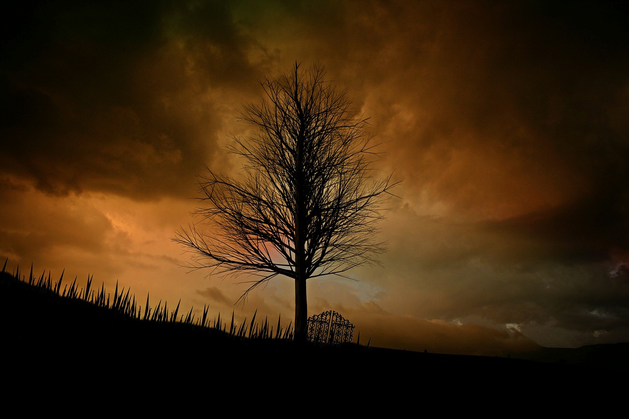 Image - tree landscape lonely mood