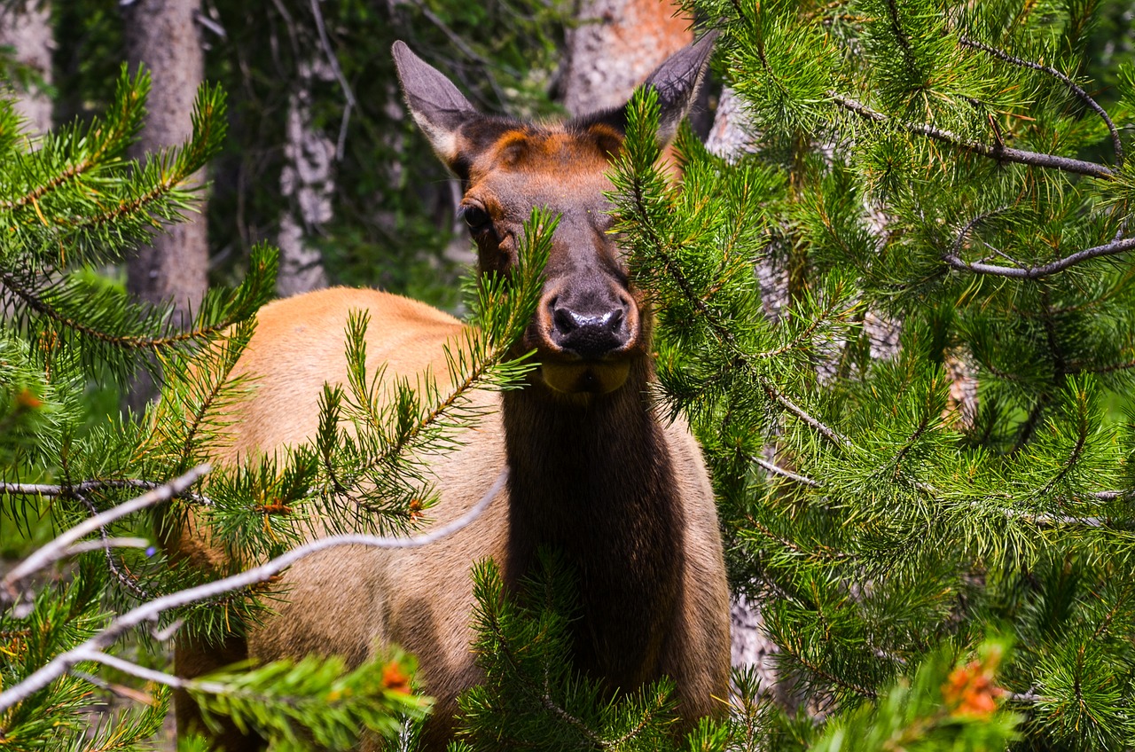 Image - wyoming usa america roe deer