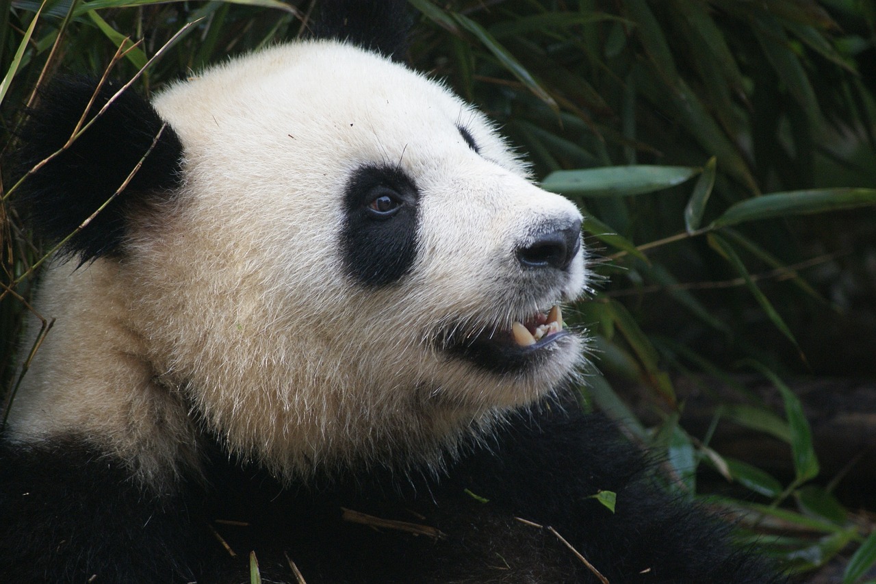 Image - panda bear black white china ch