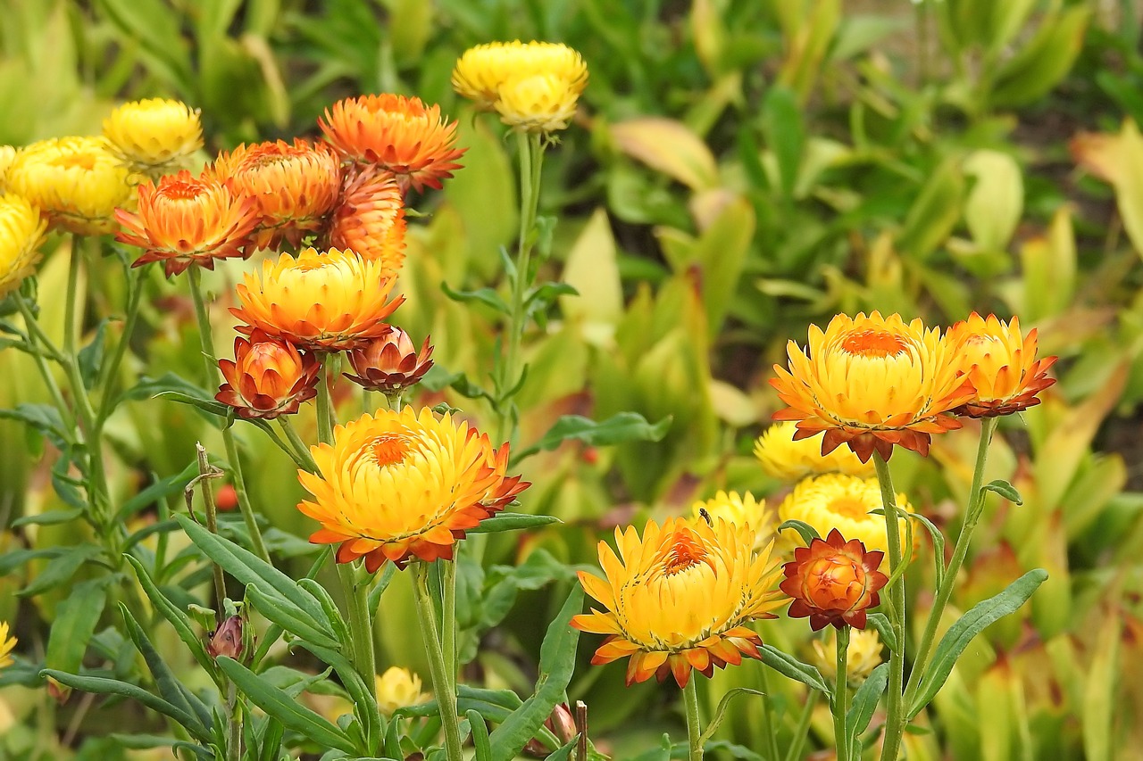 Image - straw flowers composites helichrysum