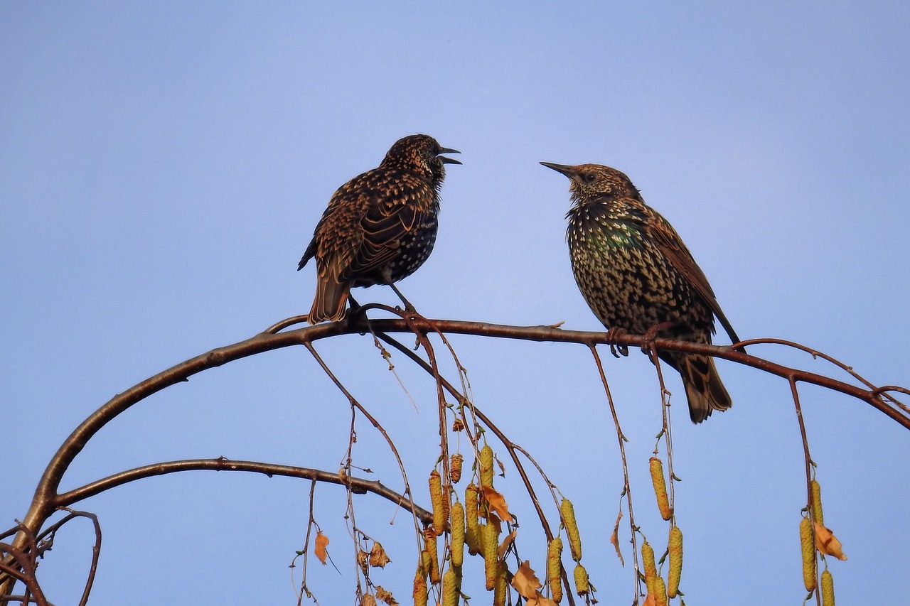 Image - birds stare nature songbird