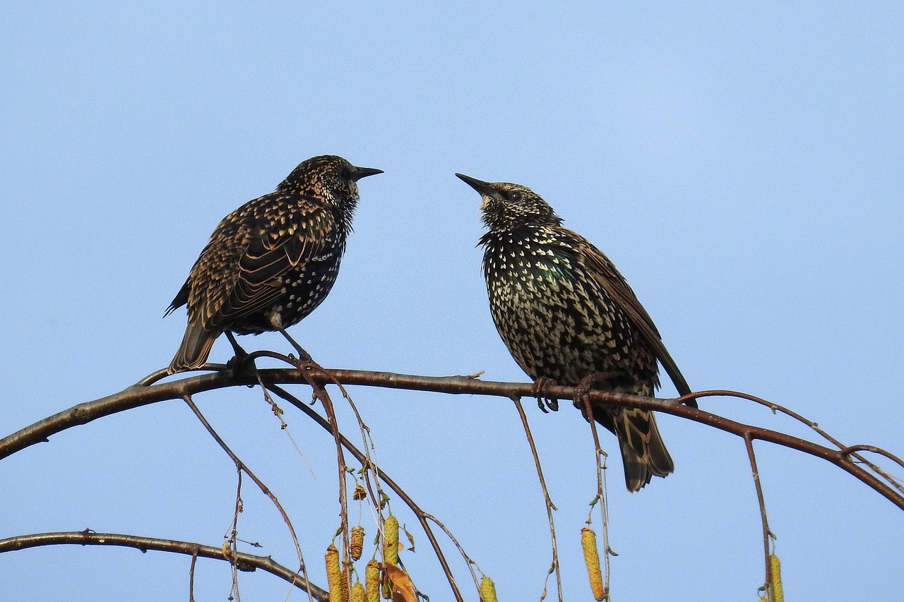 Image - birds stare nature songbird