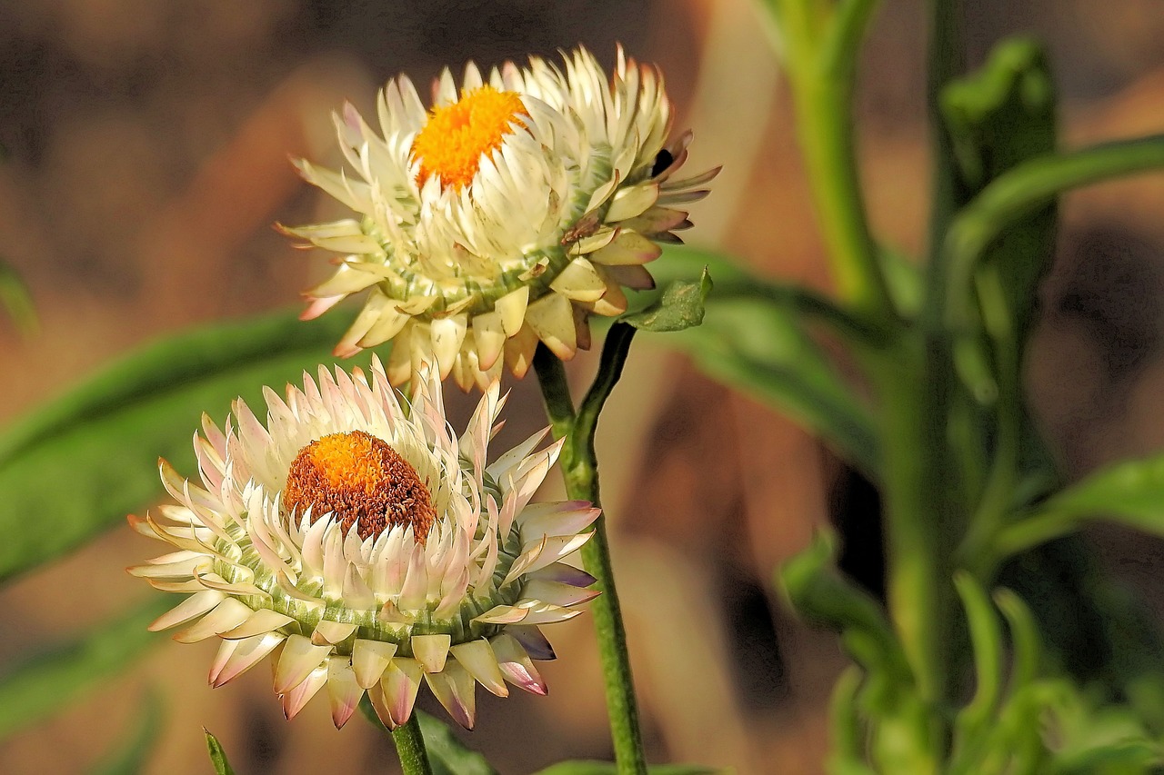 Image - straw flowers composites helichrysum