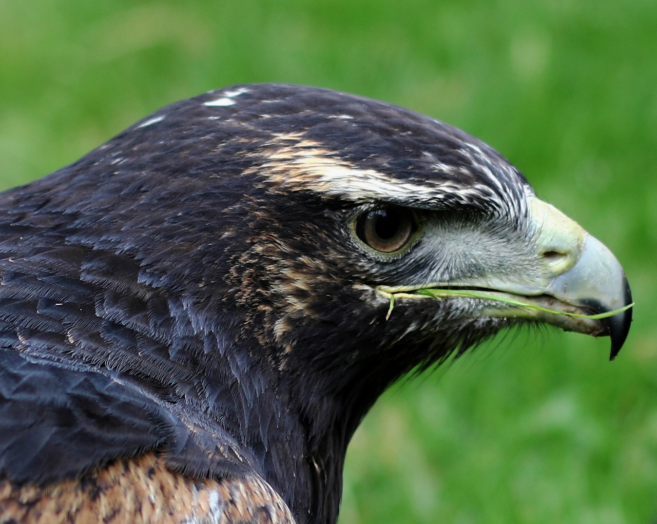 Image - grey buzzard eagle bird of prey prey