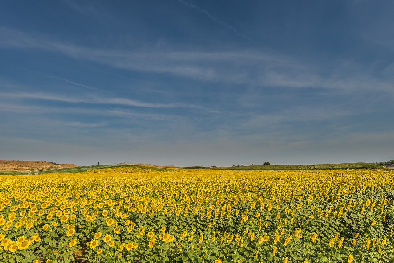 Image - sunflowers flowers summer sunflower