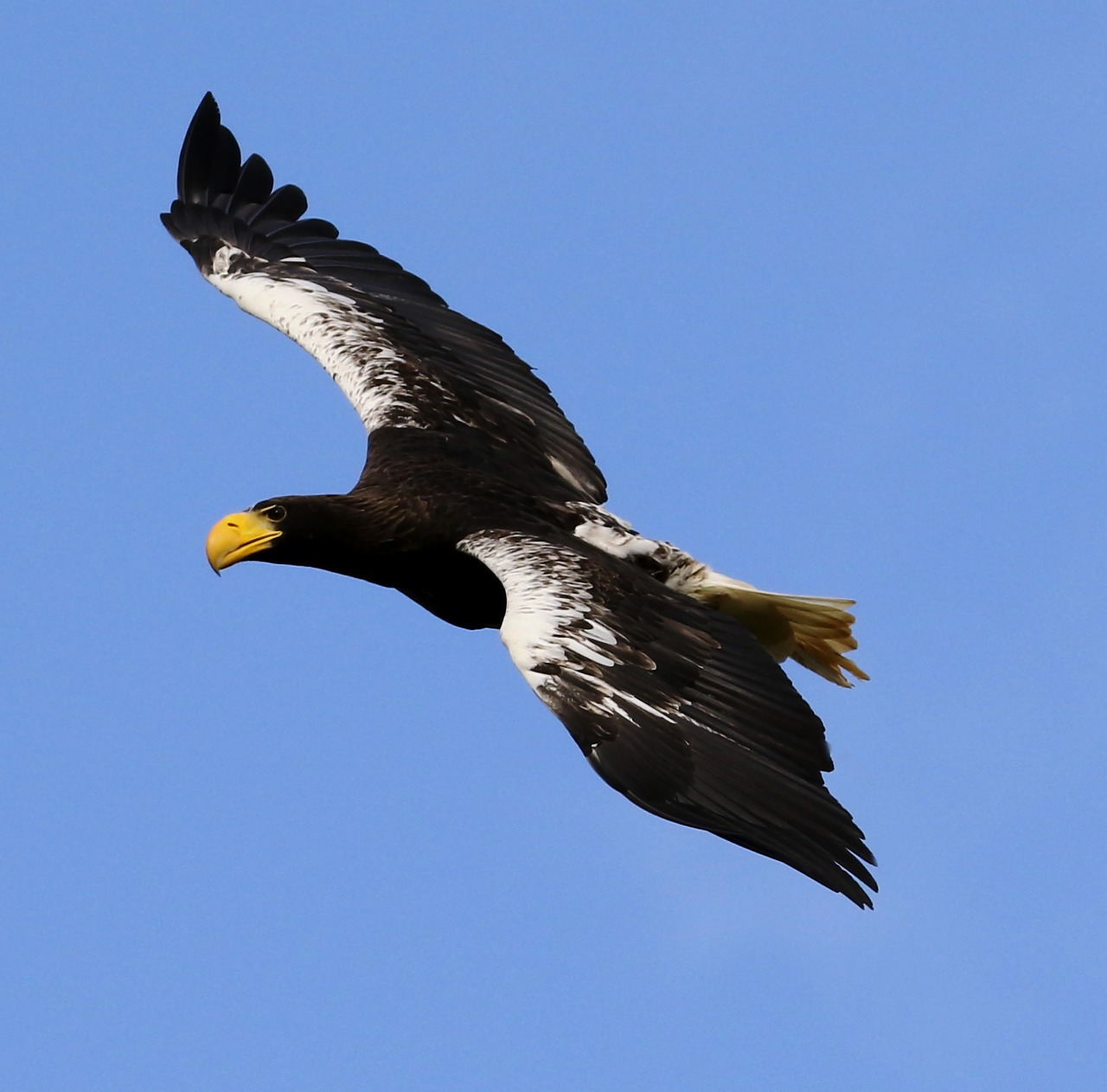 Image - stellar sea eagle sea bird sea bird