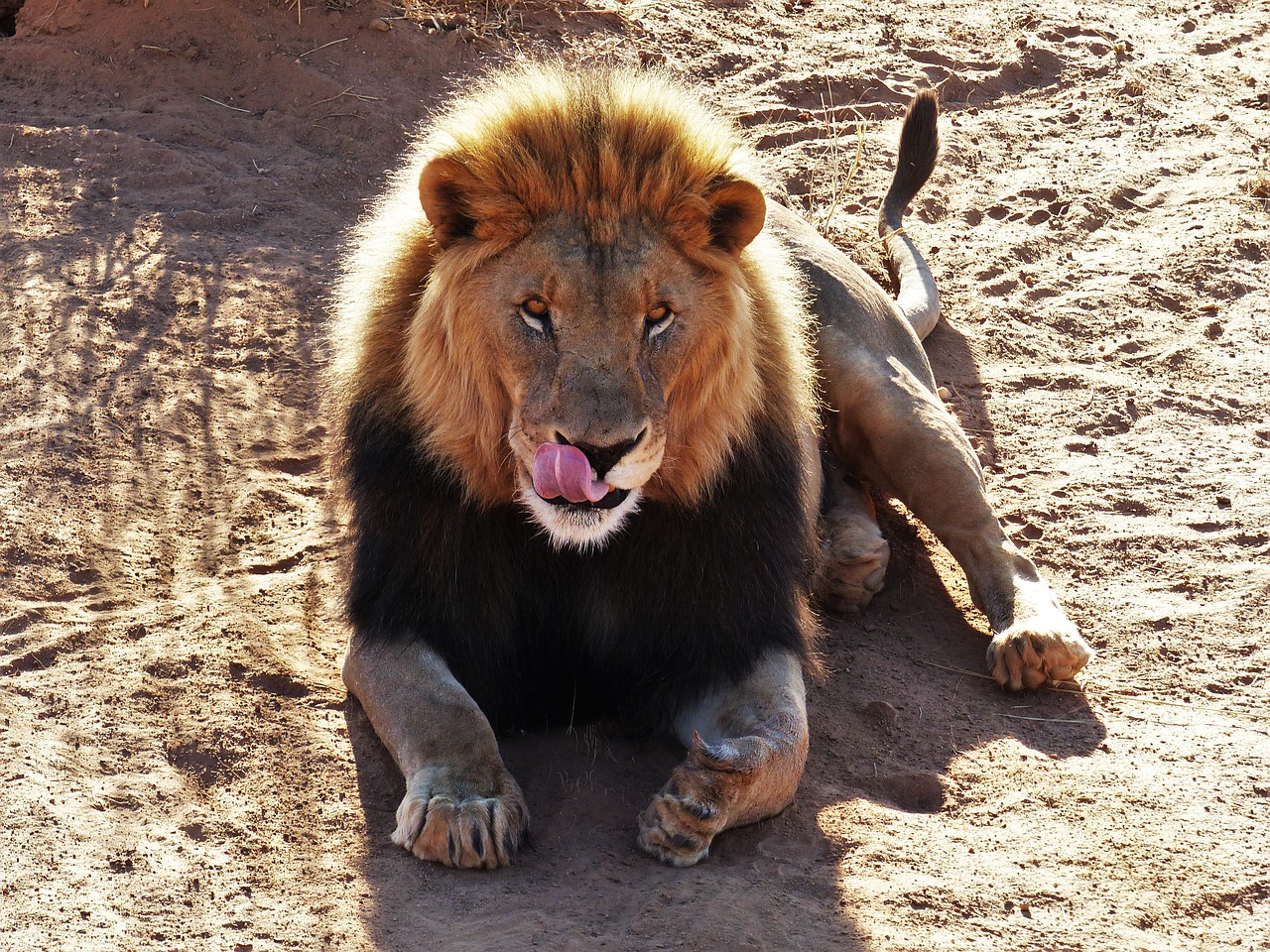 Image - lion animal cat king of the beasts