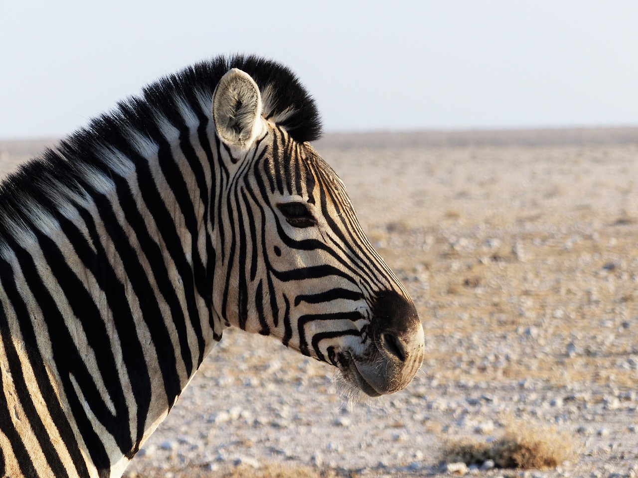 Image - zebra zebra crossing africa close