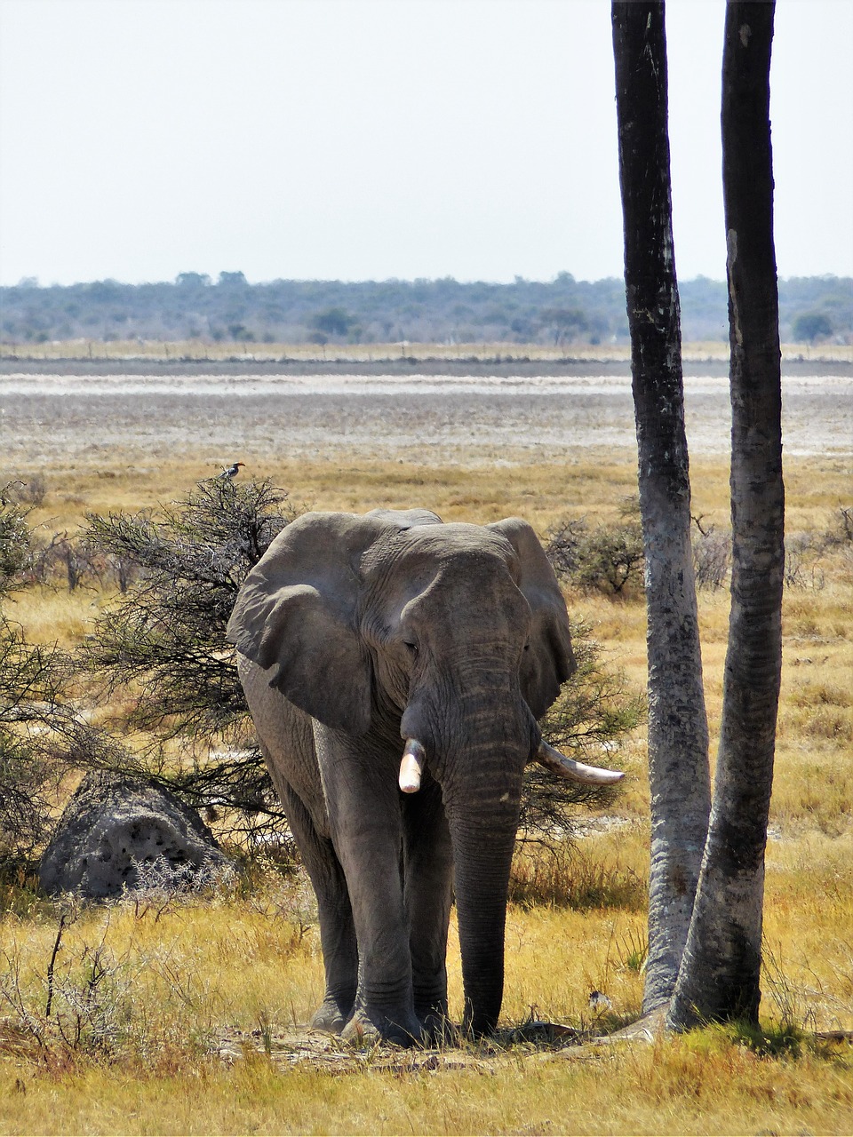 Image - elephant grey animal pachyderm