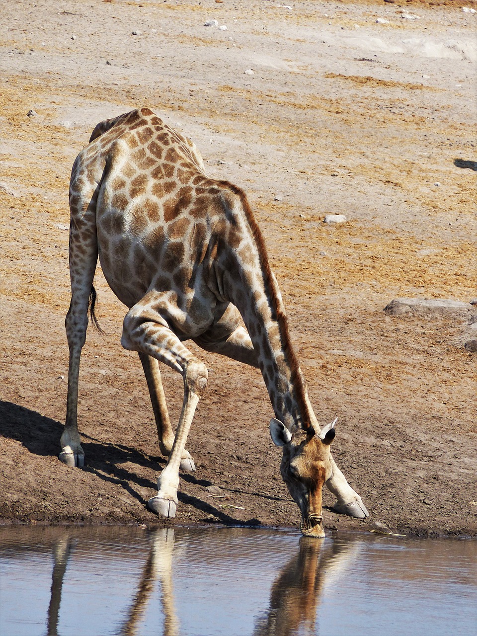 Image - giraffe drink dislocate yoga