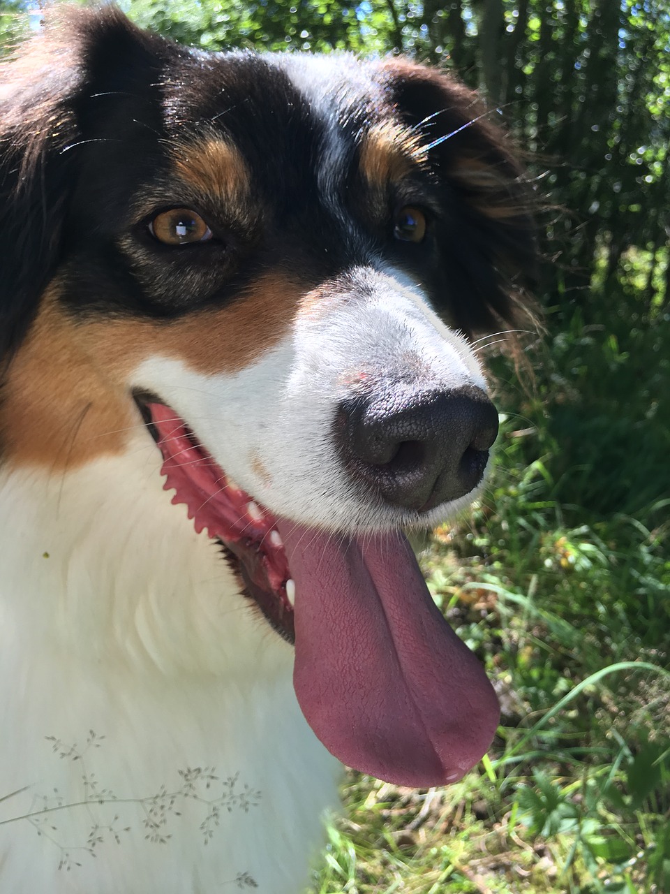 Image - dog pets fur puppy aussie