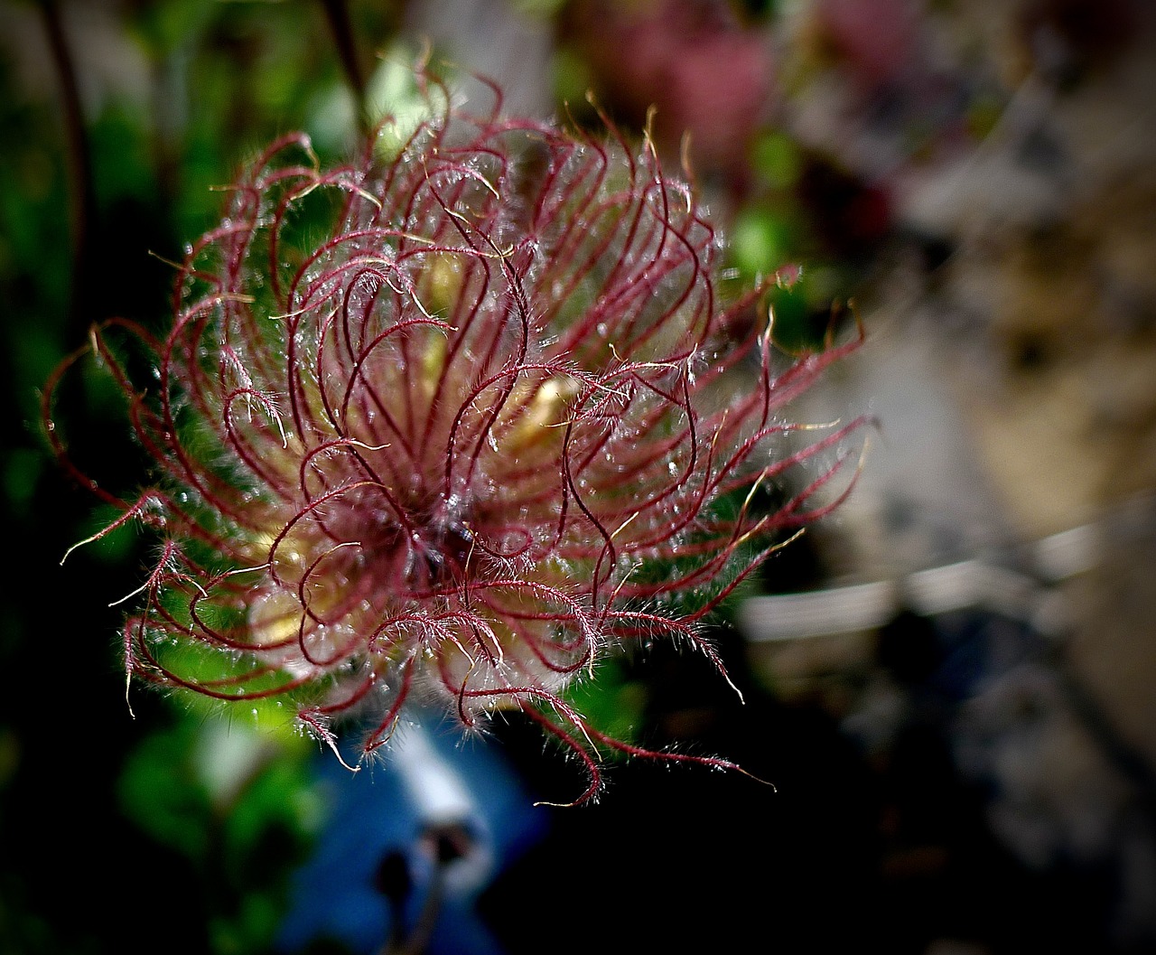 Image - flower iceland icelandic mountain