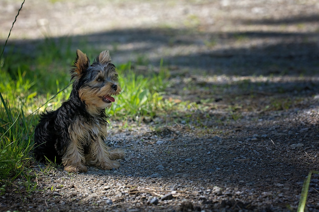 Image - dog puppy young animal young dog