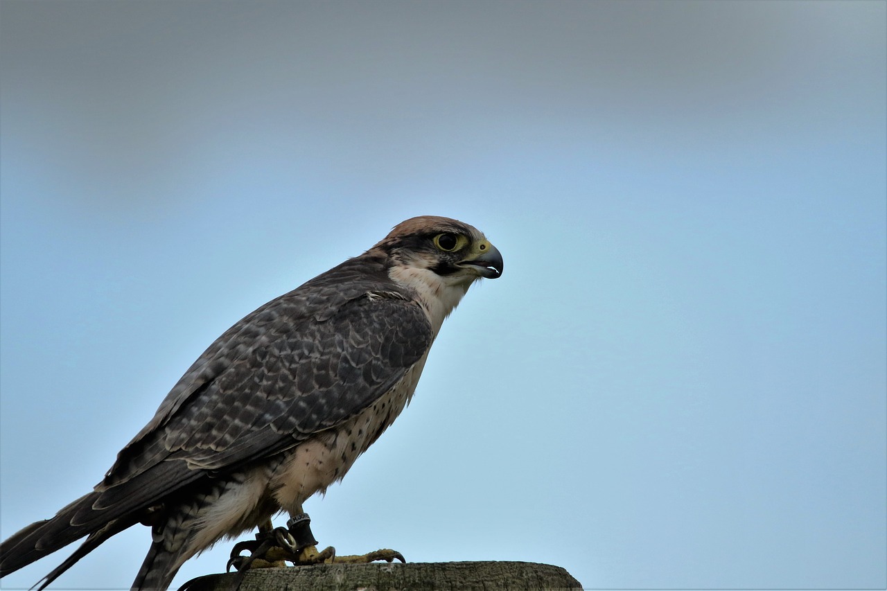 Image - lanner falcon bird of prey falcon