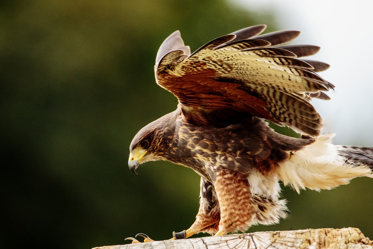 Image - yellow billed kite bird of prey kite