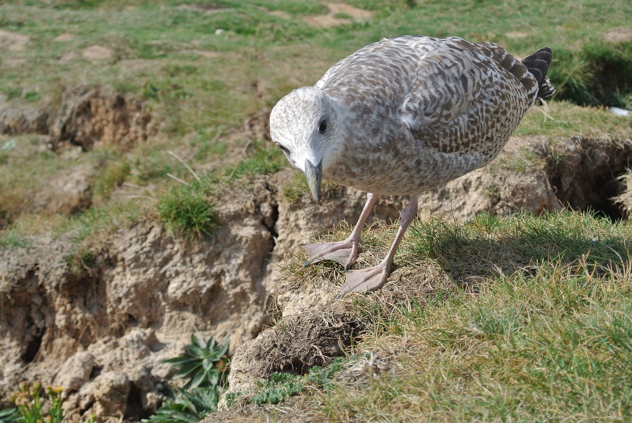 Image - seagull young inquisitive curious