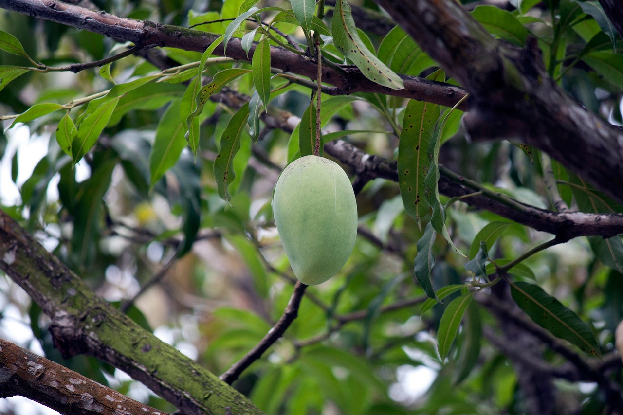 Image - mango green fruits trees branches