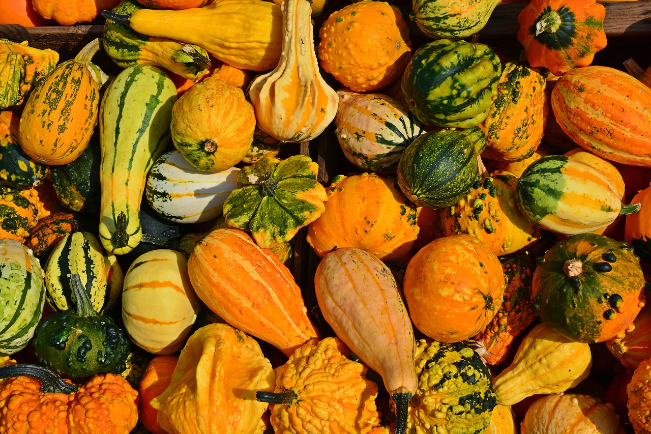 Image - pumpkin harvest time sale