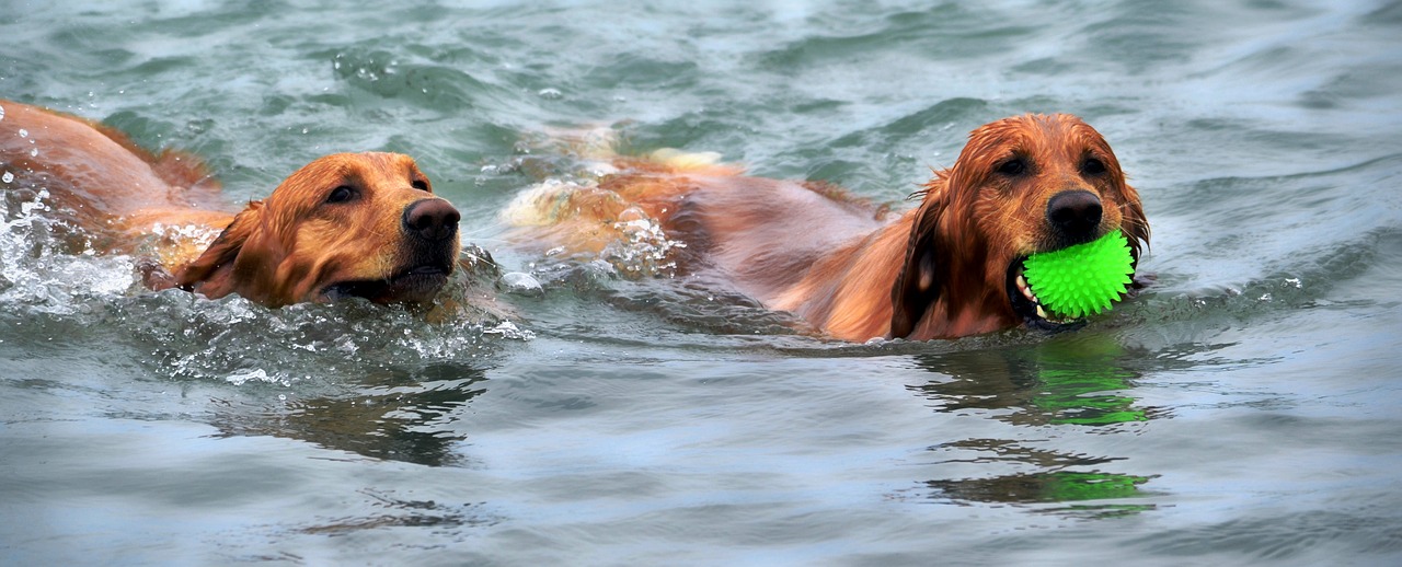 Image - dogs swimming water pet swim